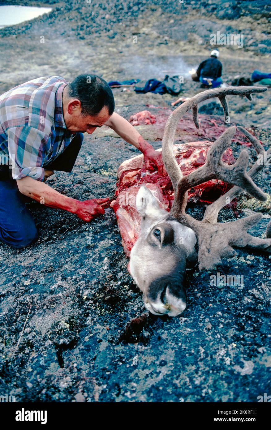 Jacopee Eine Inuit Jager Bereich Kleider Und Metzger Ein Frisch Getoteten Karibu Baffininsel Nunavut Kanada Stockfotografie Alamy