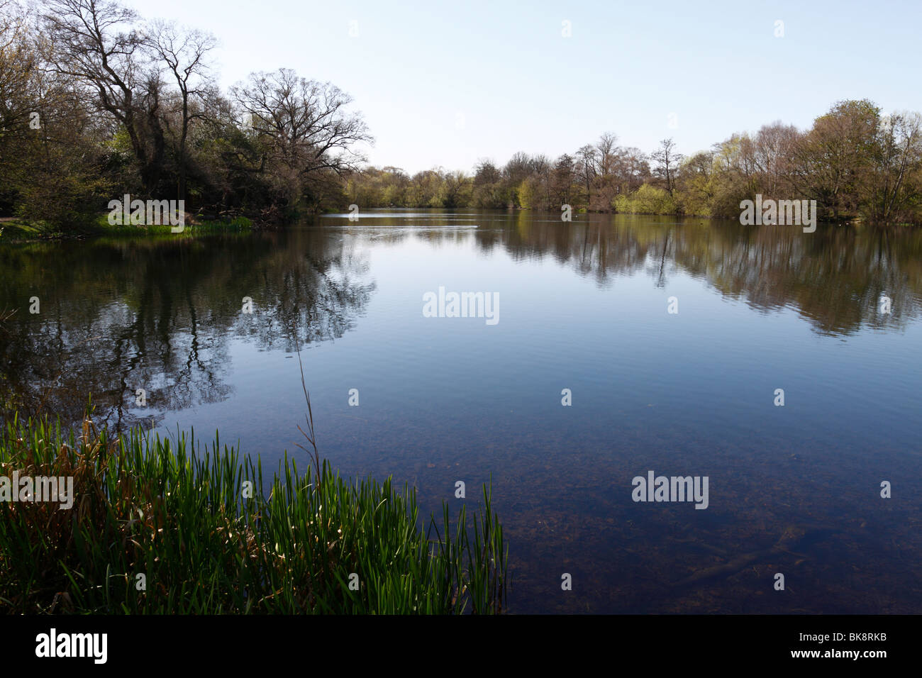 Der Barsch-Pool in Wanstead Park, London E12 Stockfoto