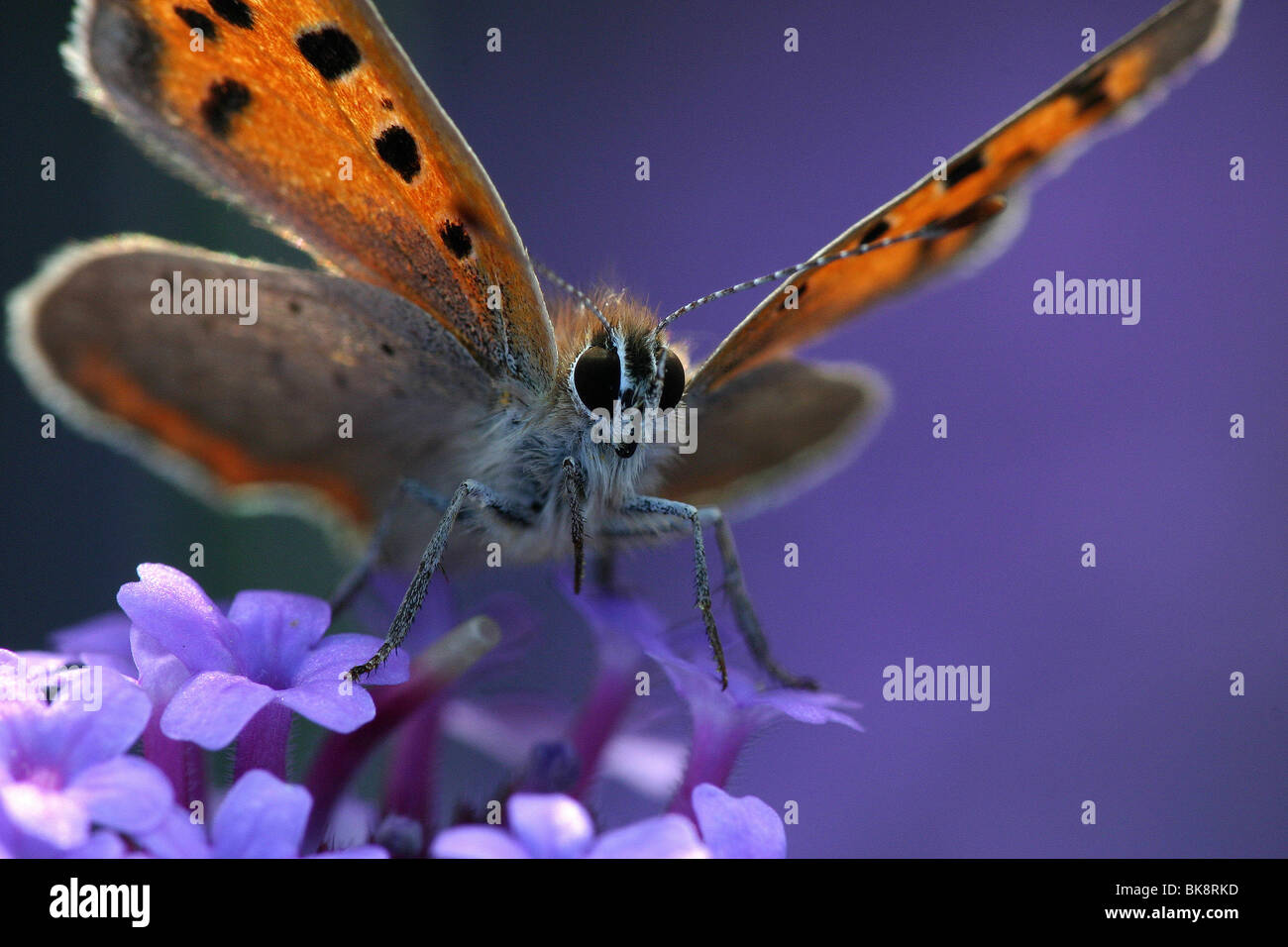 kleine Kupfer auf Verbena bonariensis Stockfoto