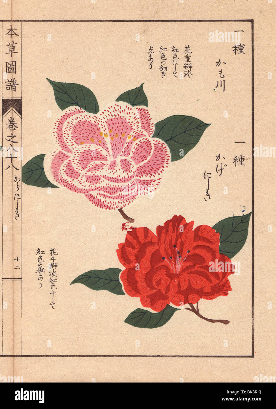 Rosa und rote Kamelien "Kamogawa" und "Kagenishiki" Thea Japonica Nois. Flore Pleno forma Stockfoto