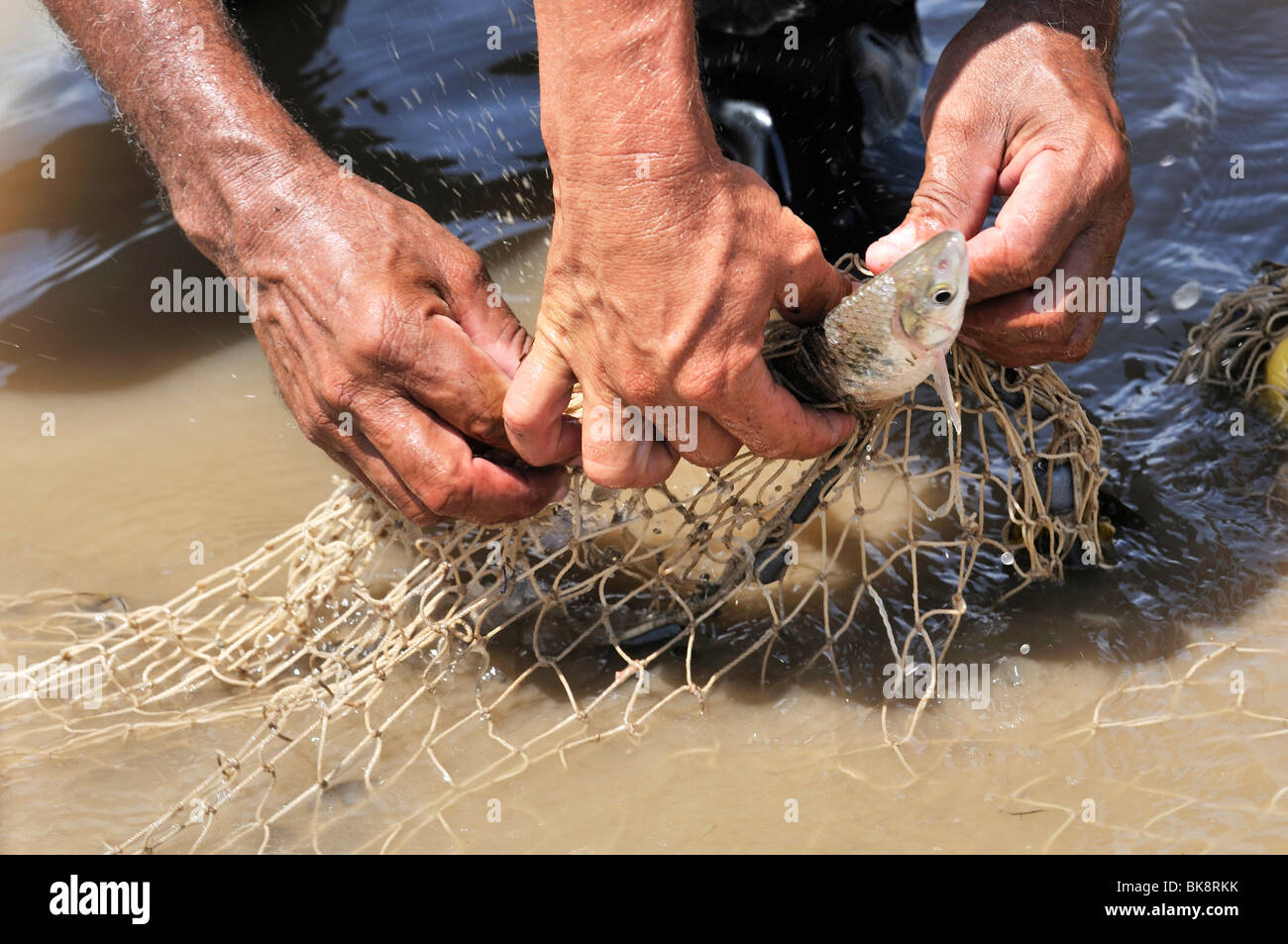 Fischer nimmt eine kämpfen Fischen aus einem Netz Rio Magdalena River, La Dorada, Caldas, Kolumbien, Südamerika Stockfoto