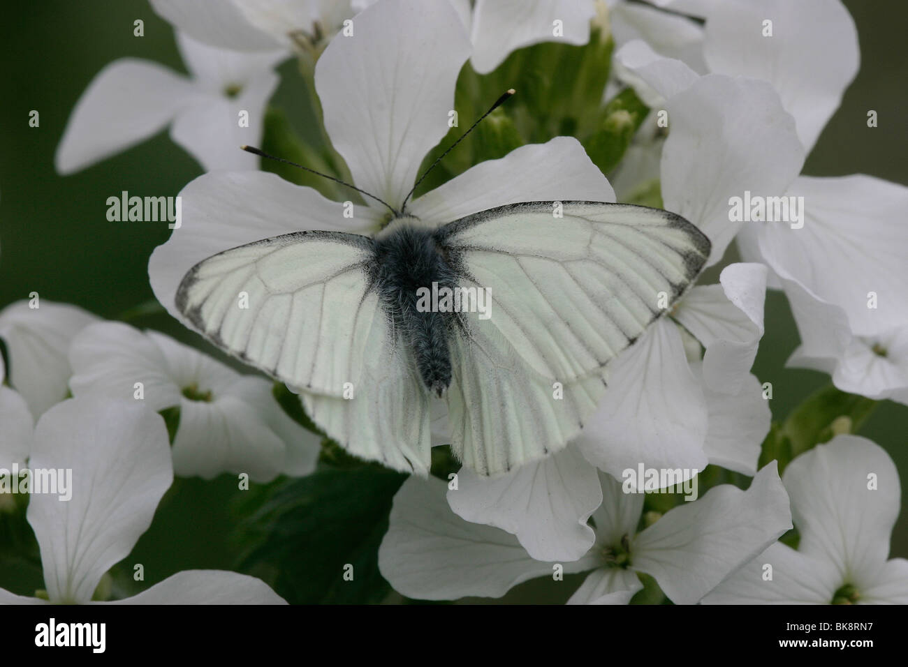 Dunkel-veined weiß, Trinken Nektar aus der Blüte einer weißen Lunaria annua Stockfoto