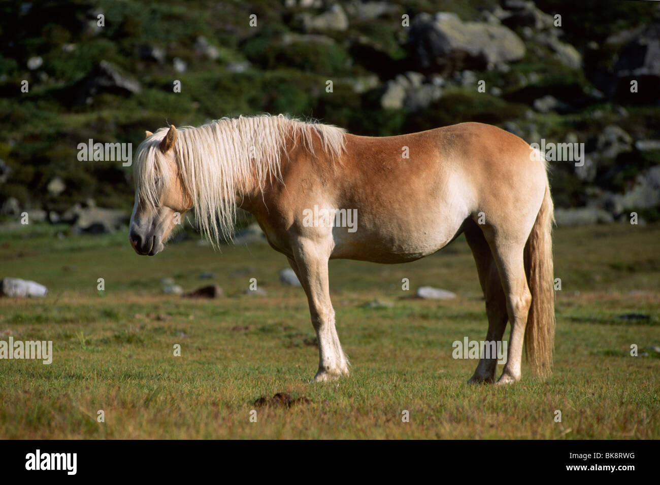 Haflinger Pferde dösen auf der Alm, Nord-Tirol, Österreich, Europa Stockfoto