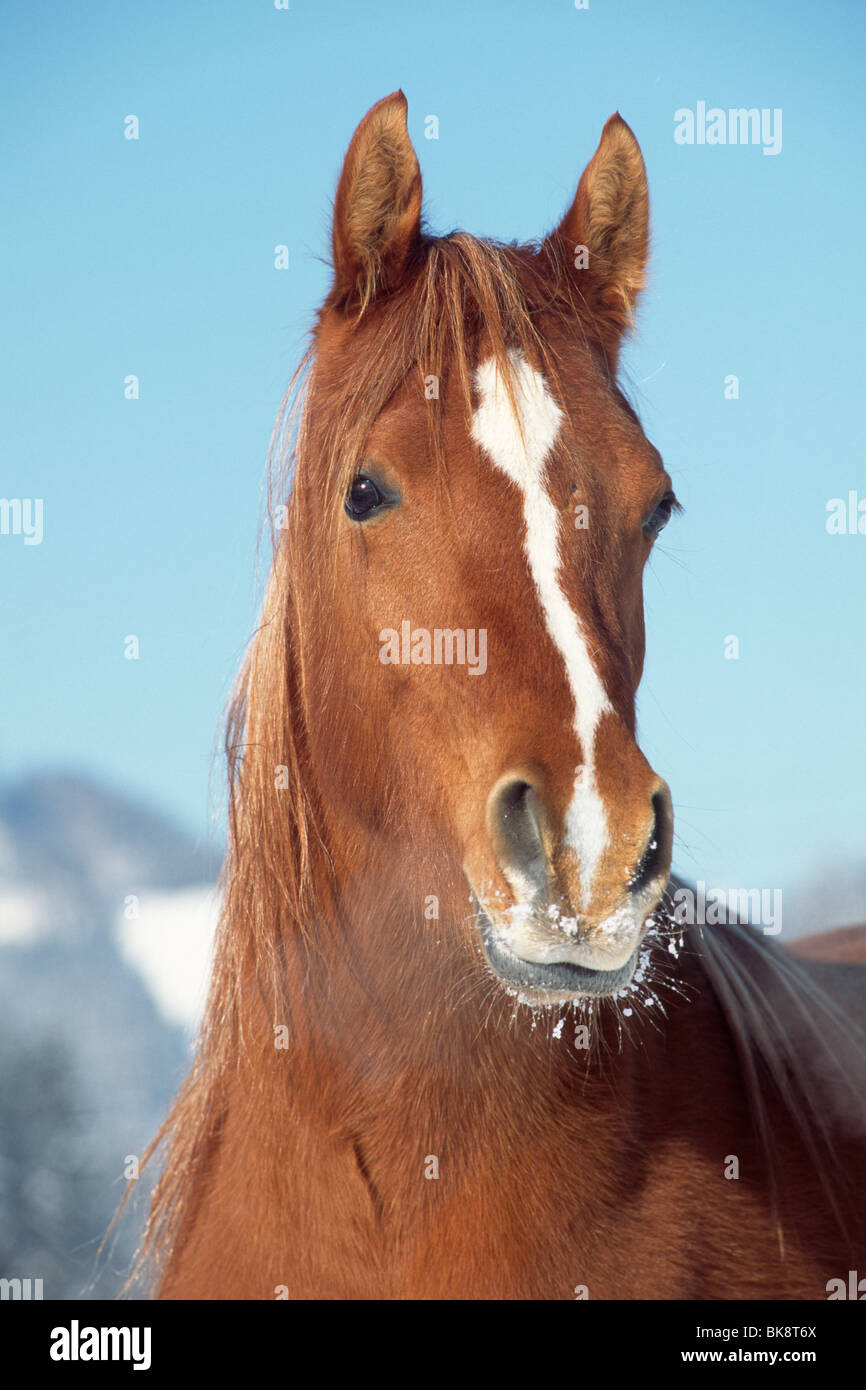 Spanische arabische Pferd im Winter, Stute, Nord-Tirol, Austria, Europe Stockfoto