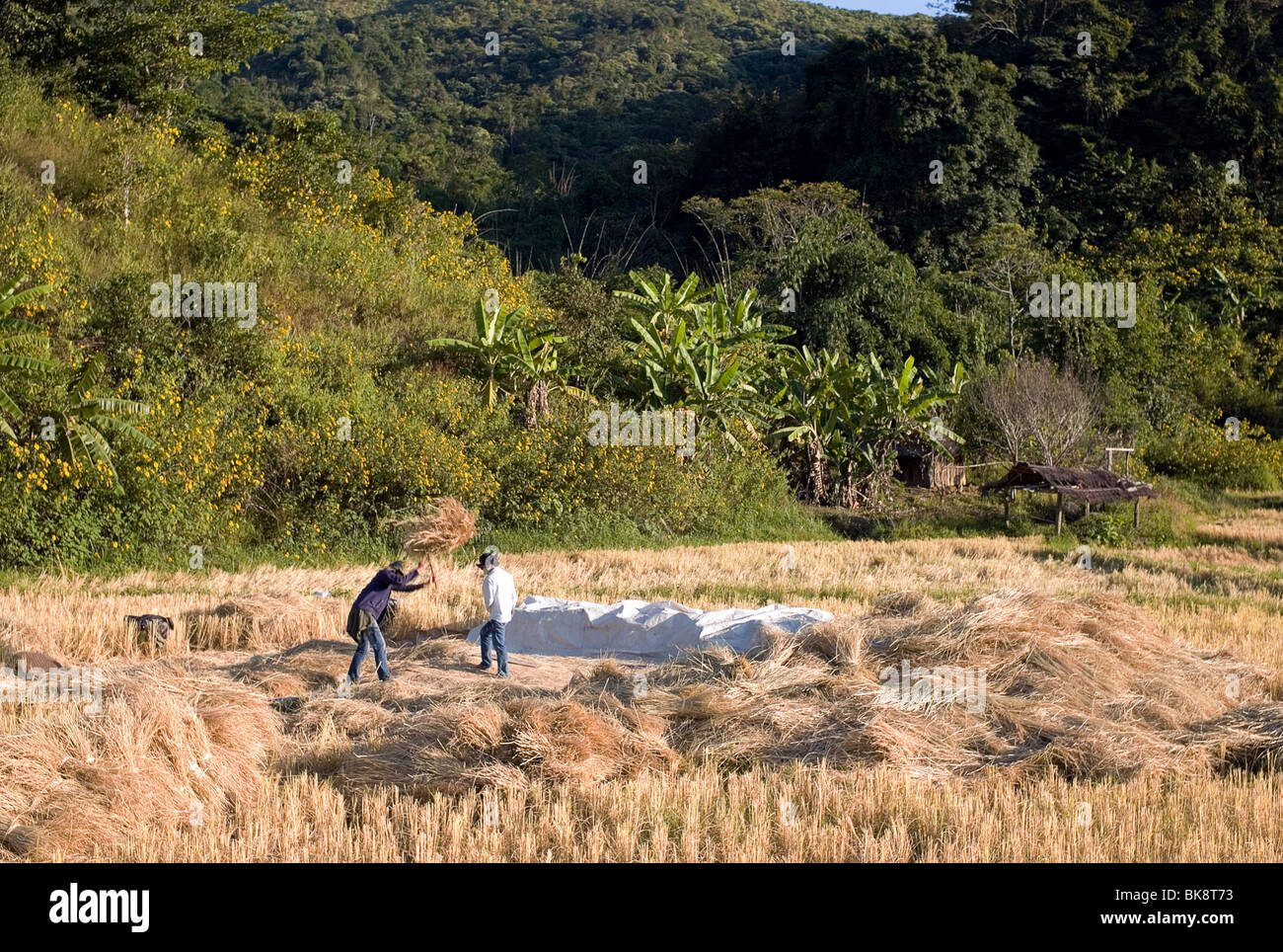 Xieng Khouang Provinz in Laos: Reisanbau Stockfoto