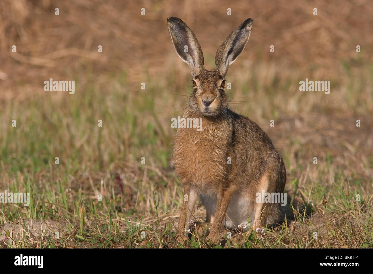 Haas-Gras-Etend Langs de Weg; Hase sitzend in der Berme auf dem Weg Stockfoto