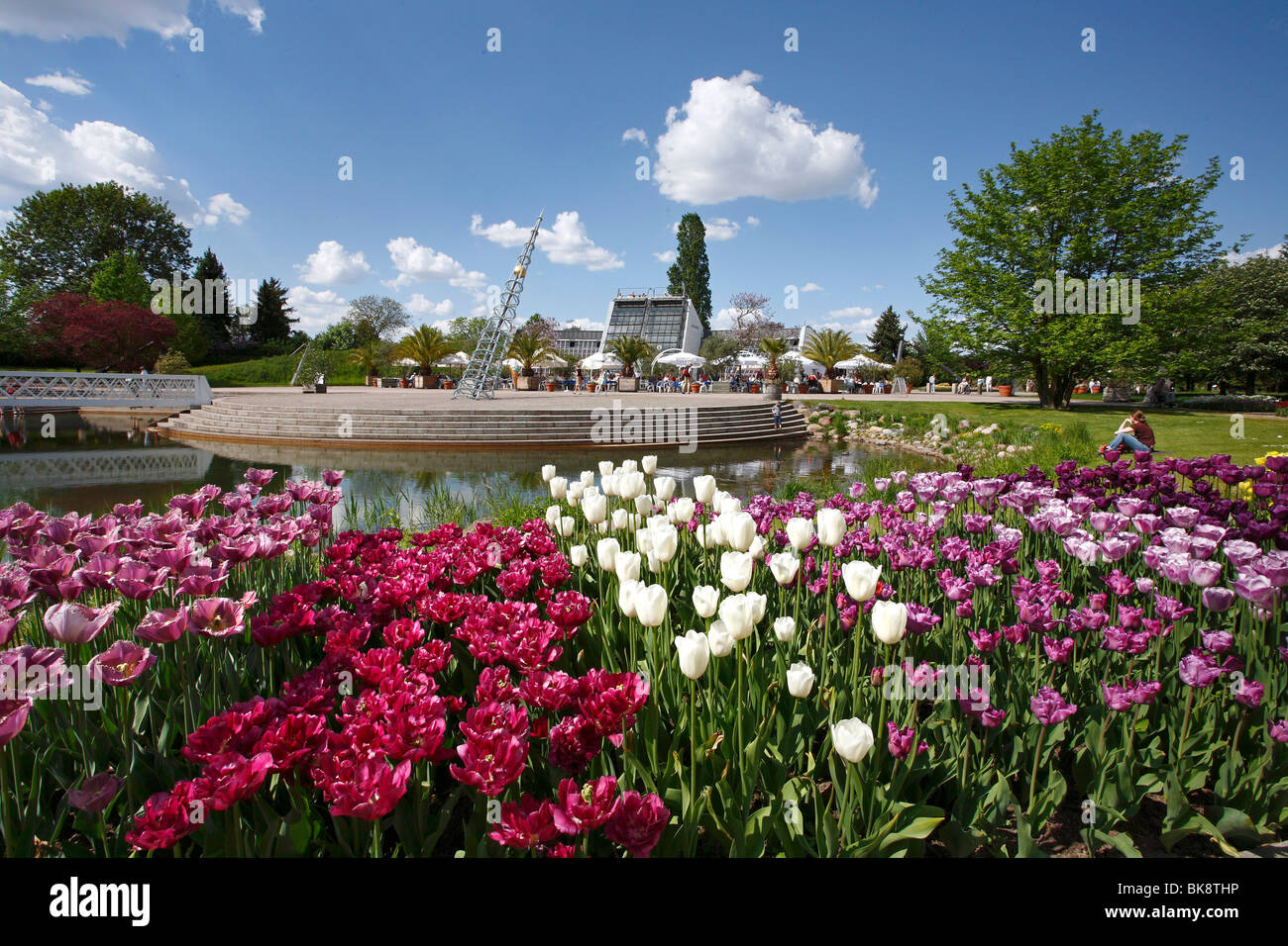 Tulipan, blühen Tulpen in der Kalenderplatz quadratisch, Britzer Garten Park in Berlin, Deutschland, Europa Stockfoto