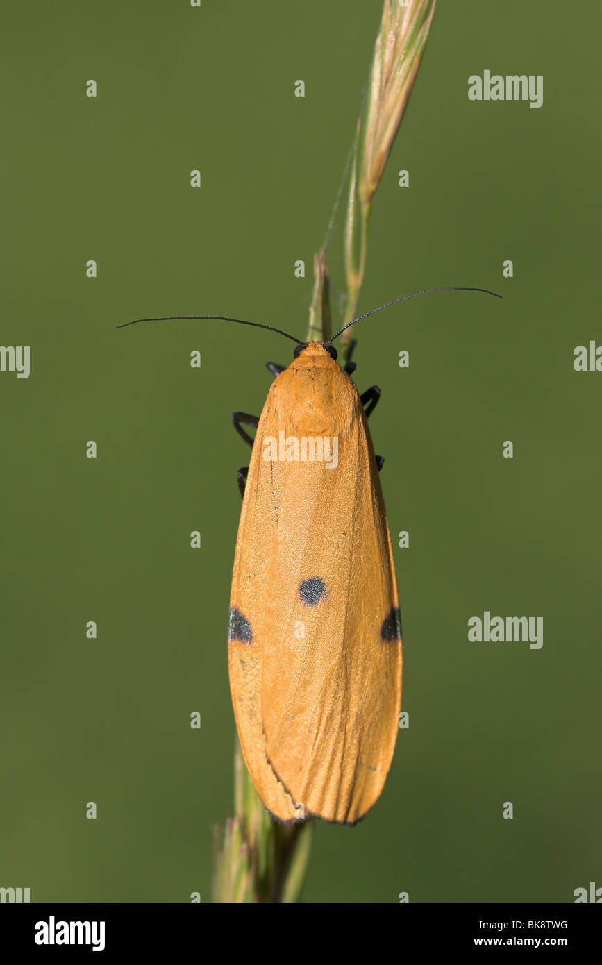 Vier-spotted Lackei weibliche Upperwing Ansicht Stockfoto