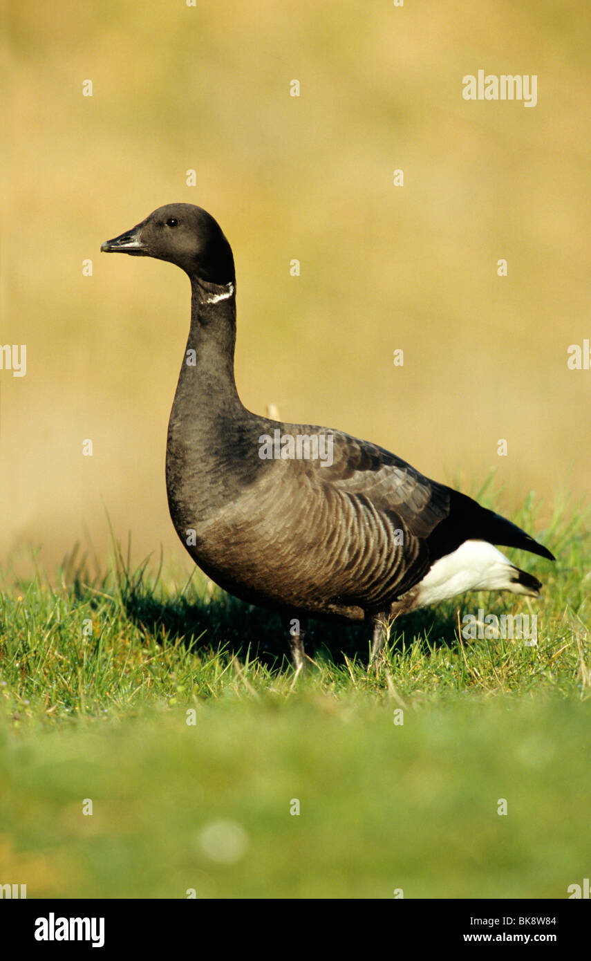 Brant Gans (Branta Bernicla), stehend auf einer Wiese Stockfoto