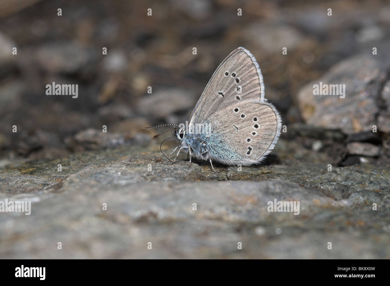 Mazarine Blue Underwing Ansicht Stockfoto