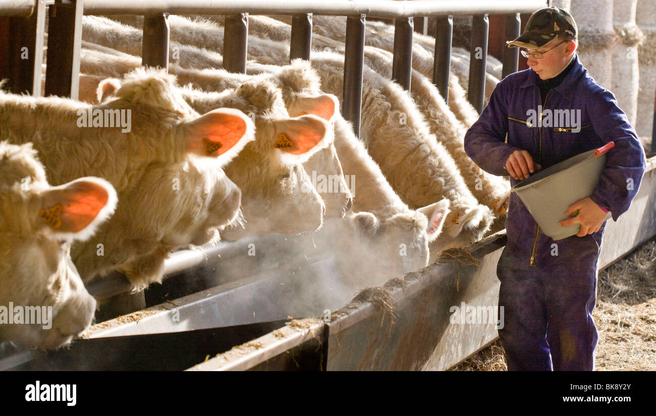 Charolais Färsen Stockfoto