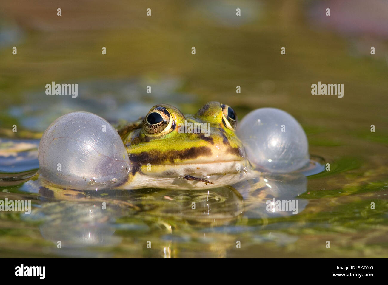 Frosch quaken Stockfoto