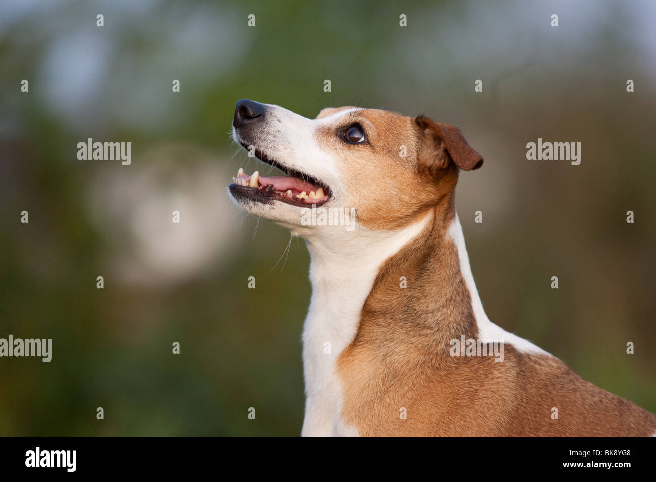 Jack-Russell-Terrier Portrait Stockfoto