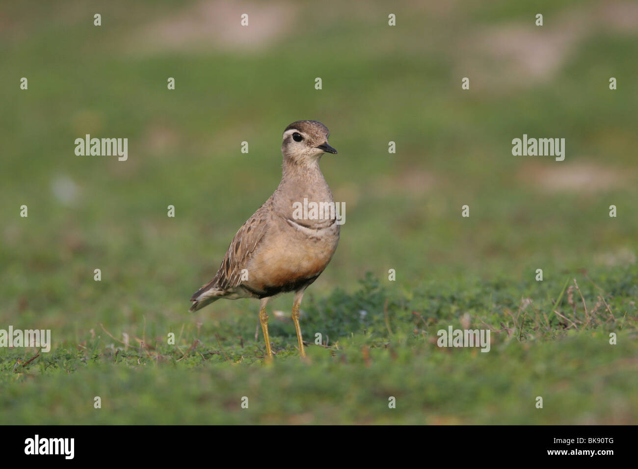 Mornell Stockfoto