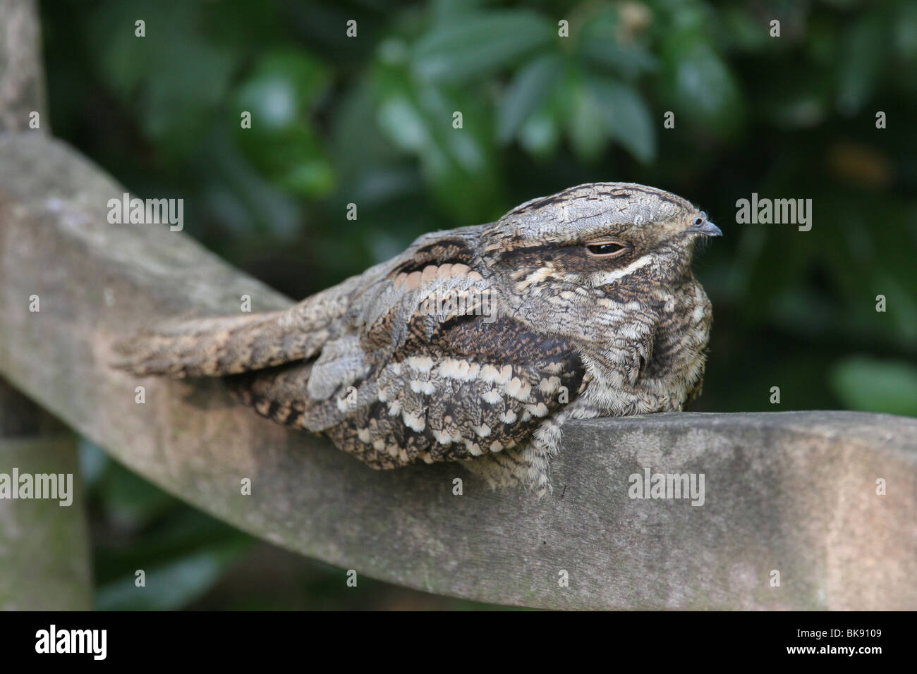 Ziegenmelker auf einer Bank Stockfoto