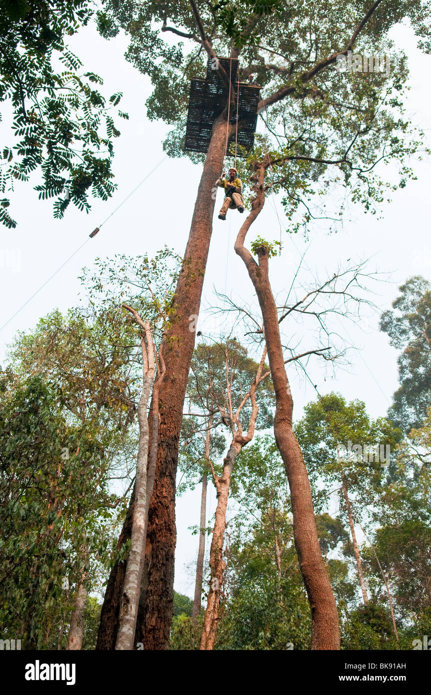 Frau von Baum-Plattform in die Baumwipfel Abseilen Seilrutsche und Wald-Canopy Tour, Chiang Mai, Thailand. Stockfoto