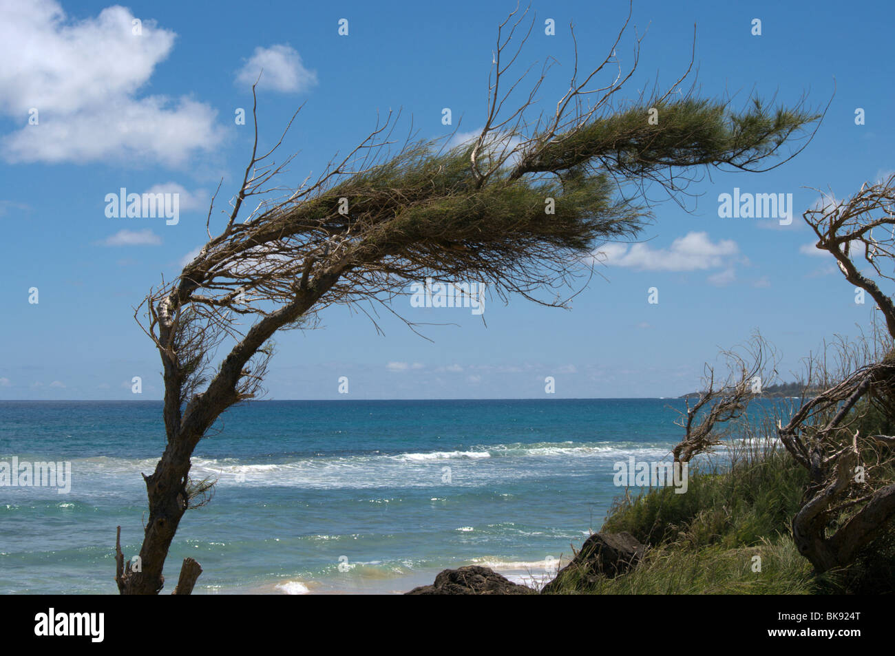 Verkümmerte und windgepeitschten Casuarina Baum Nukuolii Beach East Shore Kauai HI Stockfoto