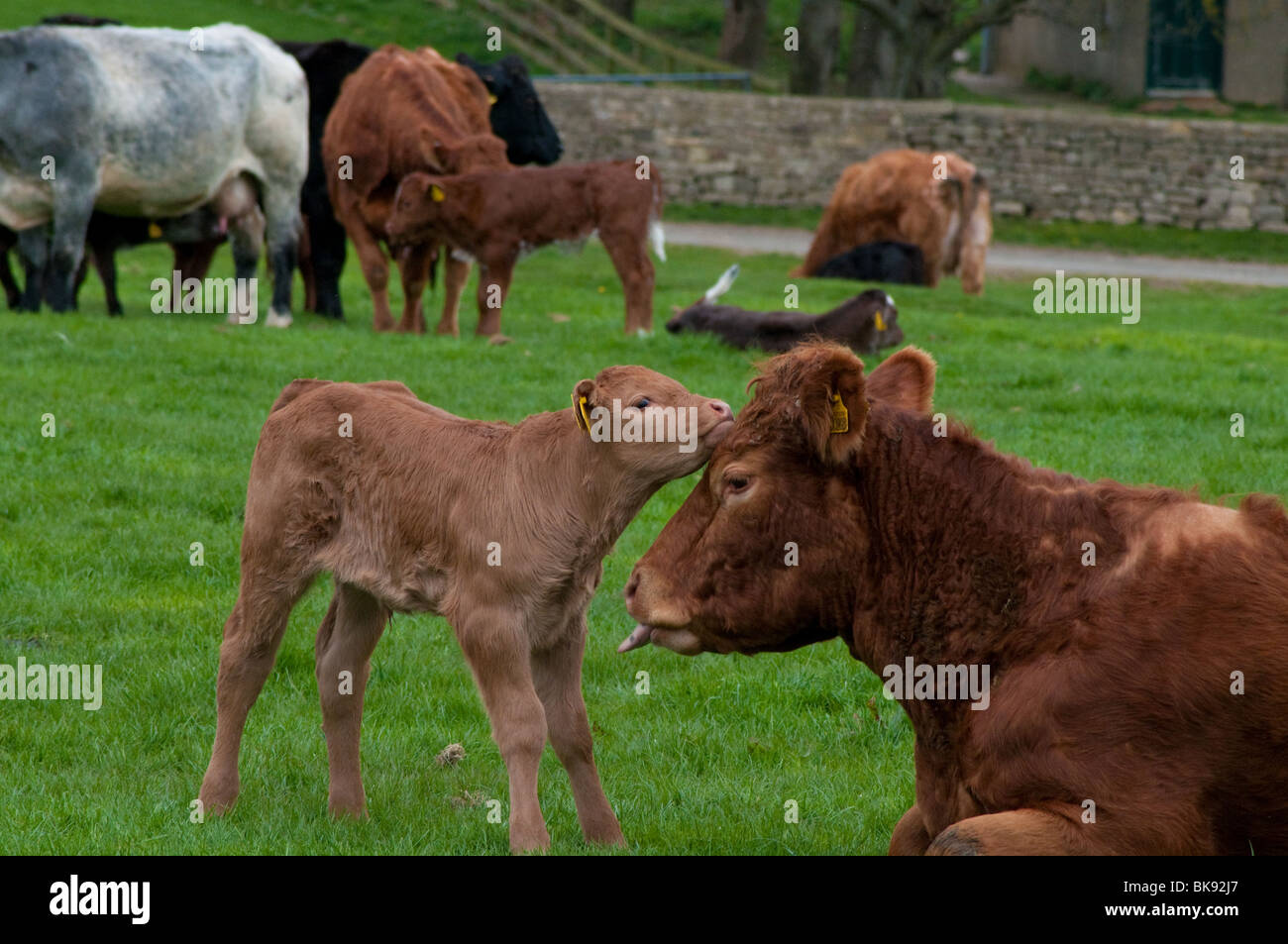 Kühe und Kälber auf der Wiese bei Markenfield Farm, Ripon Stockfoto