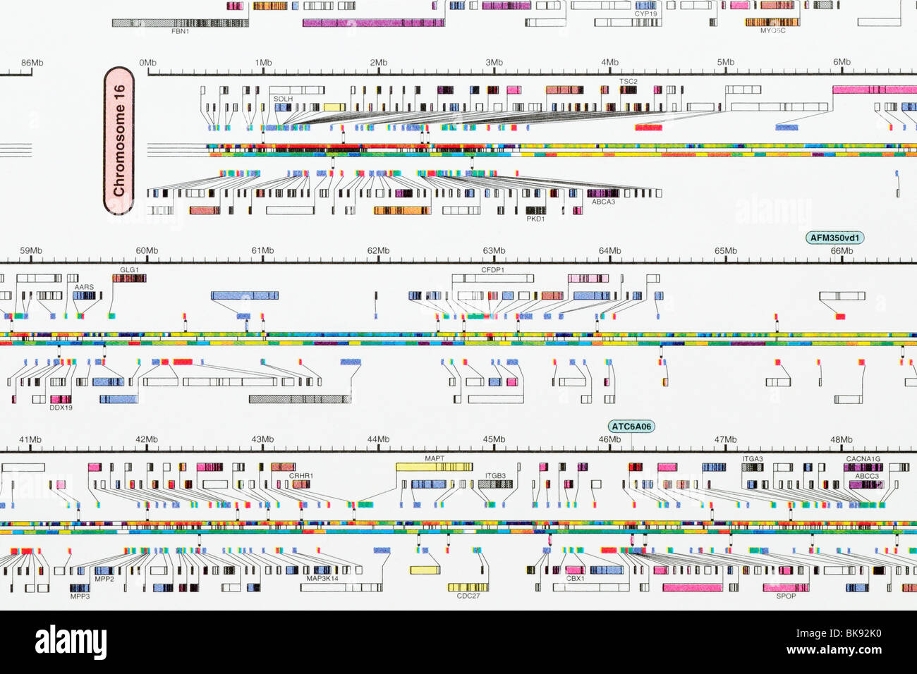 Karte des menschlichen Genoms konzentriert sich auf dem Chromosom 16. Stockfoto