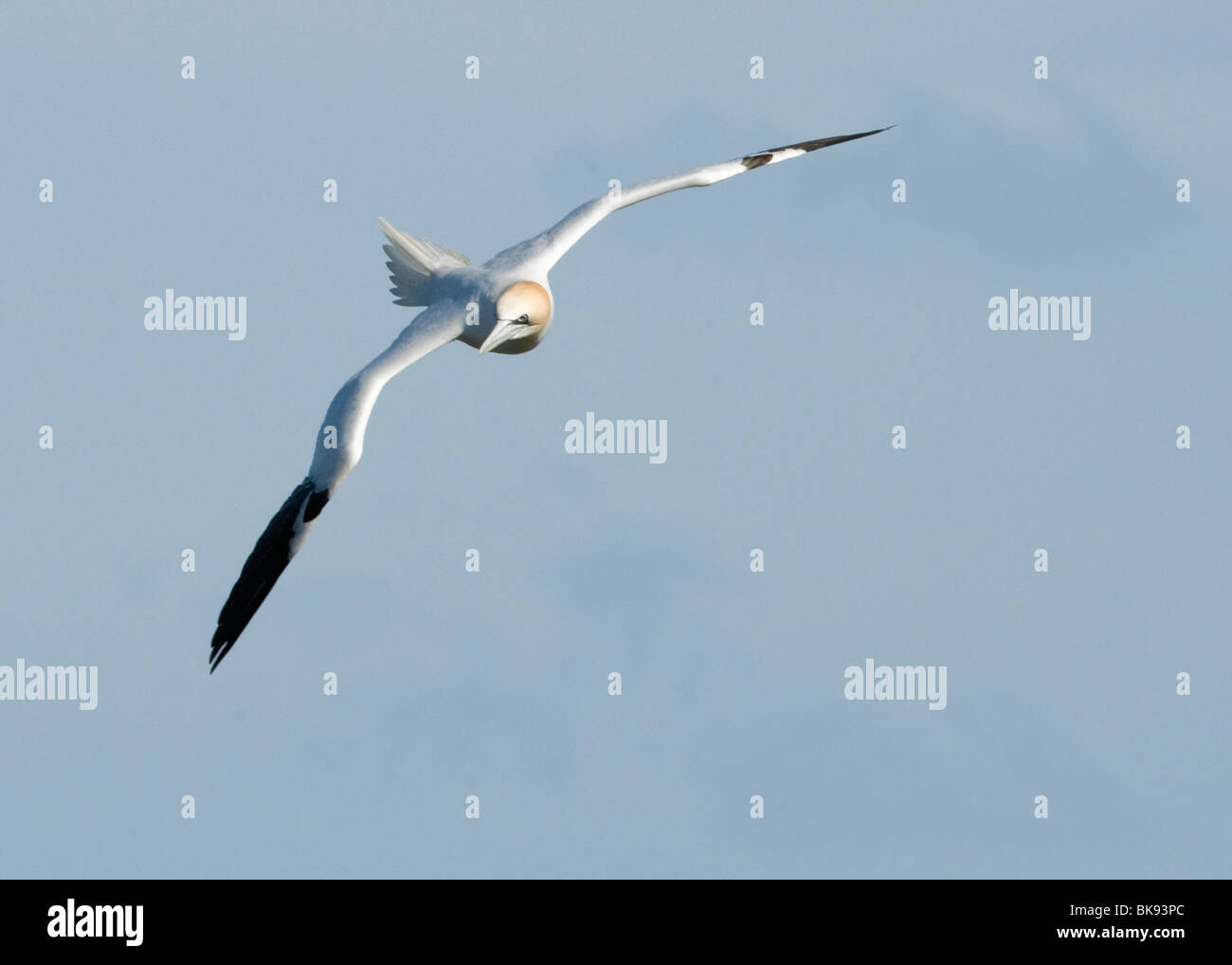 Basstölpel fliegen über der Küste von Yorkshire, aufgenommen im RSPB Bempton Cliffs Stockfoto