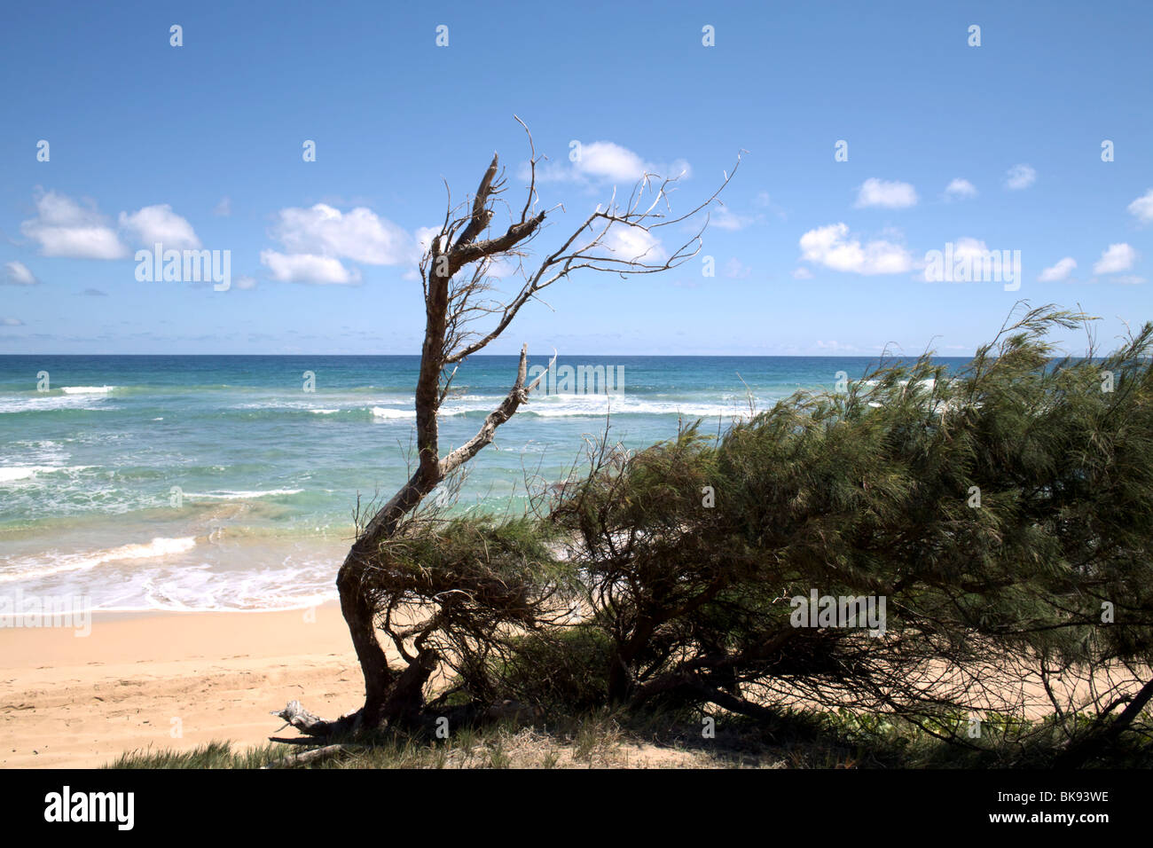 Verkümmerte und windgepeitschten Casuarina Baum Nukuolii Beach East Shore Kauai HI Stockfoto