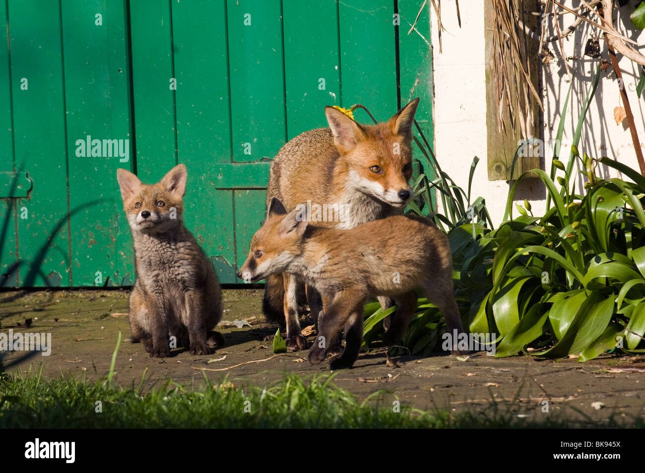 Eine Füchsin und ihren zwei Fox Cubs spielen in der Frühlingssonne in Sussex Garten Stockfoto