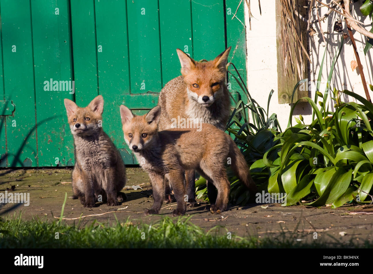 Eine Füchsin und ihren zwei Fox Cubs in der Frühlingssonne in Sussex Garten Stockfoto