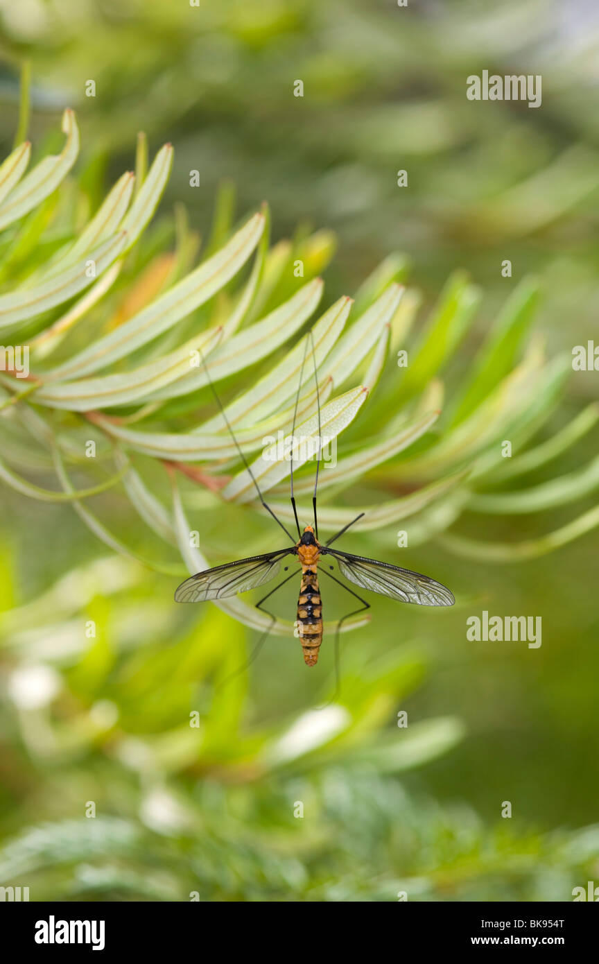 Orange und schwarz Crane fly Stockfoto