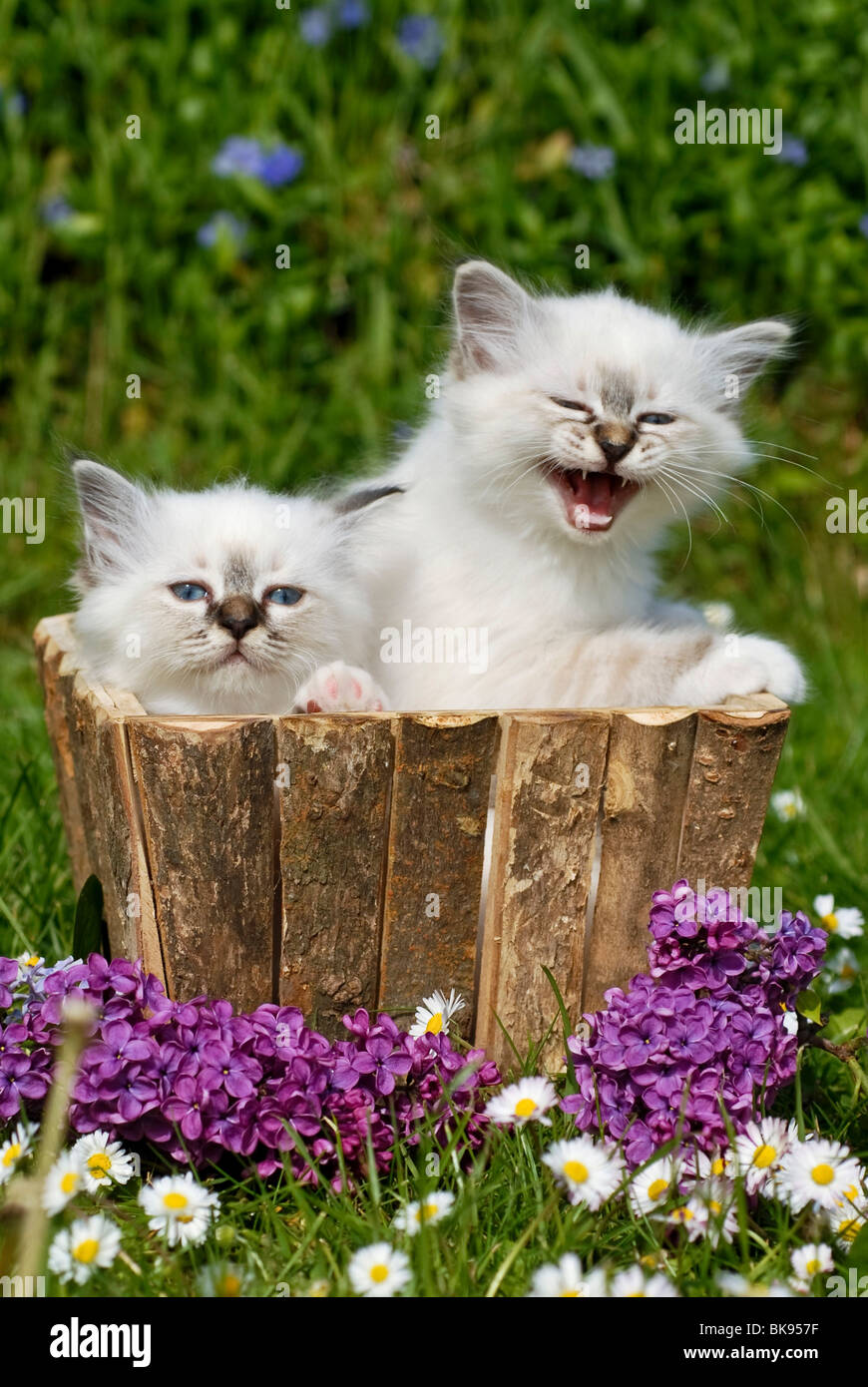 Zwei Birma Kätzchen in einem Blumenkasten Stockfoto