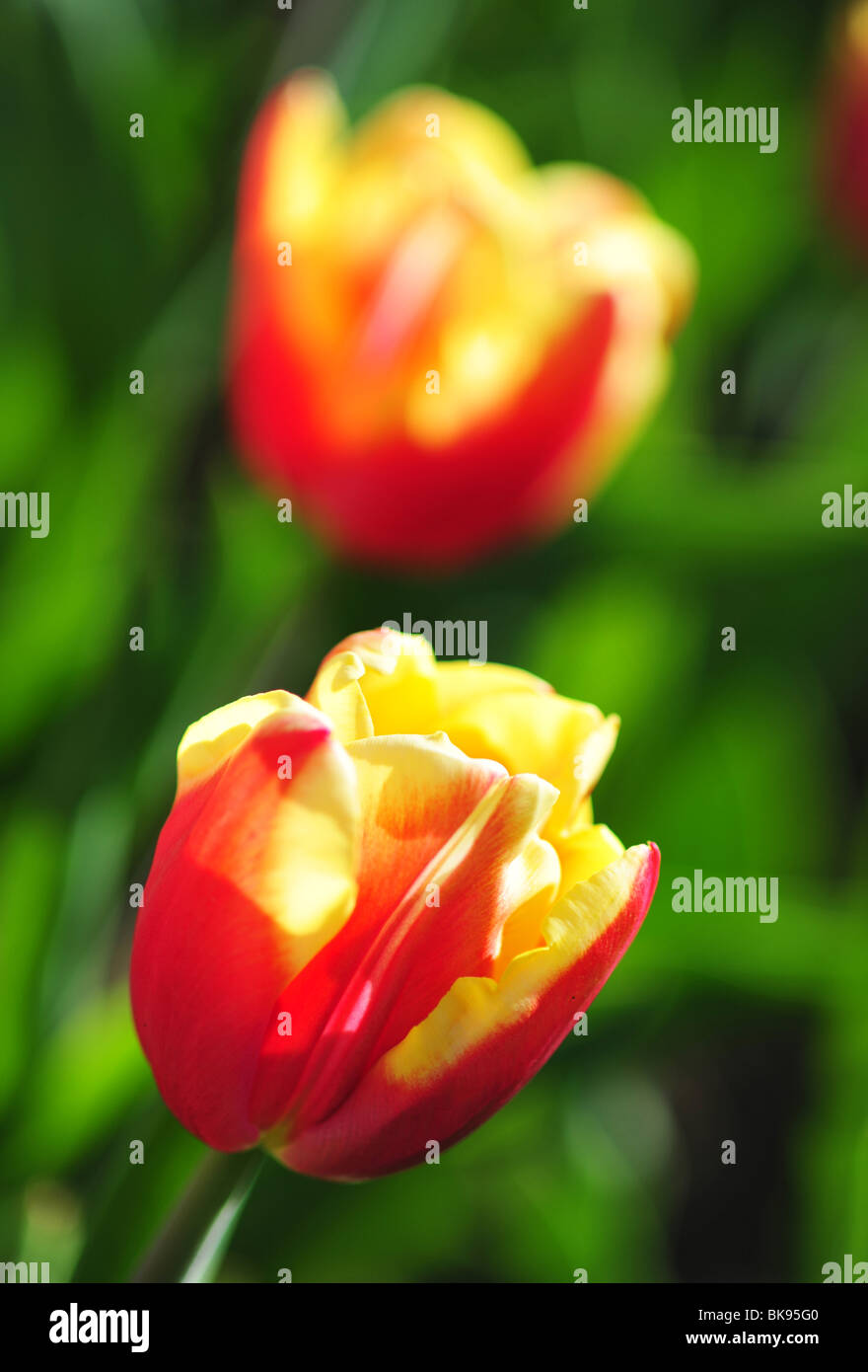 Triumph Tulpe, Tulipa Triomphe Arten Veuve Joyeuse, Stockfoto