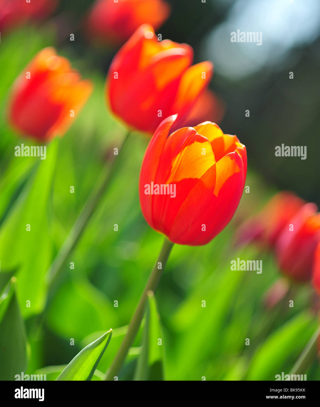 Tulpen der Sorte ORANGE CASSINI Stockfoto