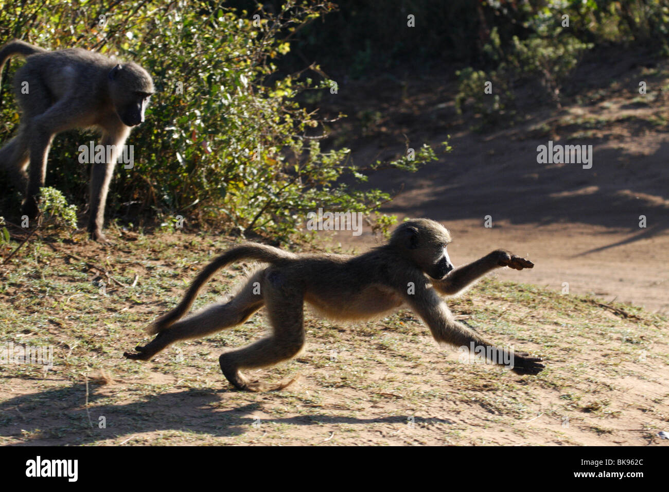 Chacma Pavian, laufen, Kruger park Stockfoto