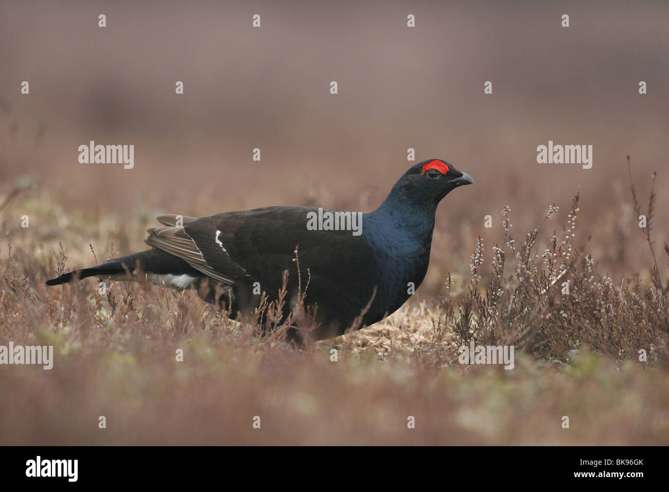 Birkhahn Stockfoto