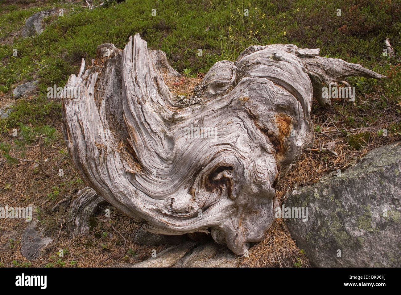 Einen großen Baumstamm mit einer neugierigen Form. Stockfoto