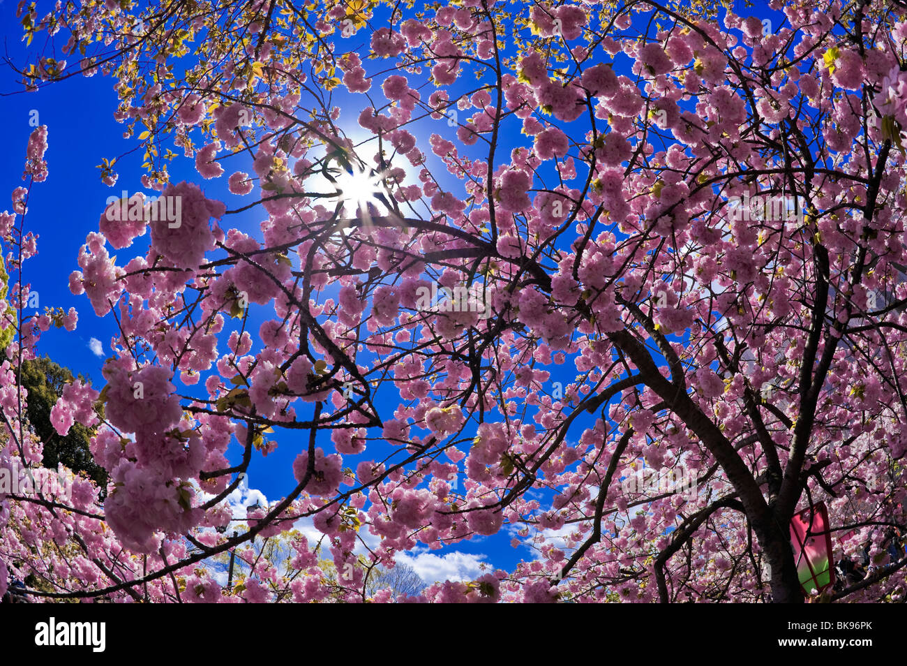 Sakura-Kirsche blüht Osaka Japan Stockfoto