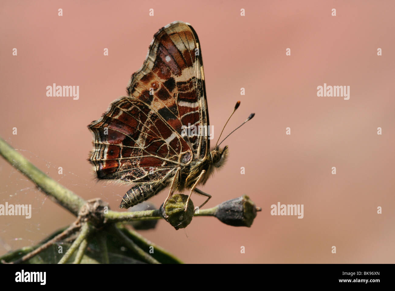 Karte Schmetterling wachsamen über sein Territorium sitzen auf den Saatkasten der Efeu. Stockfoto