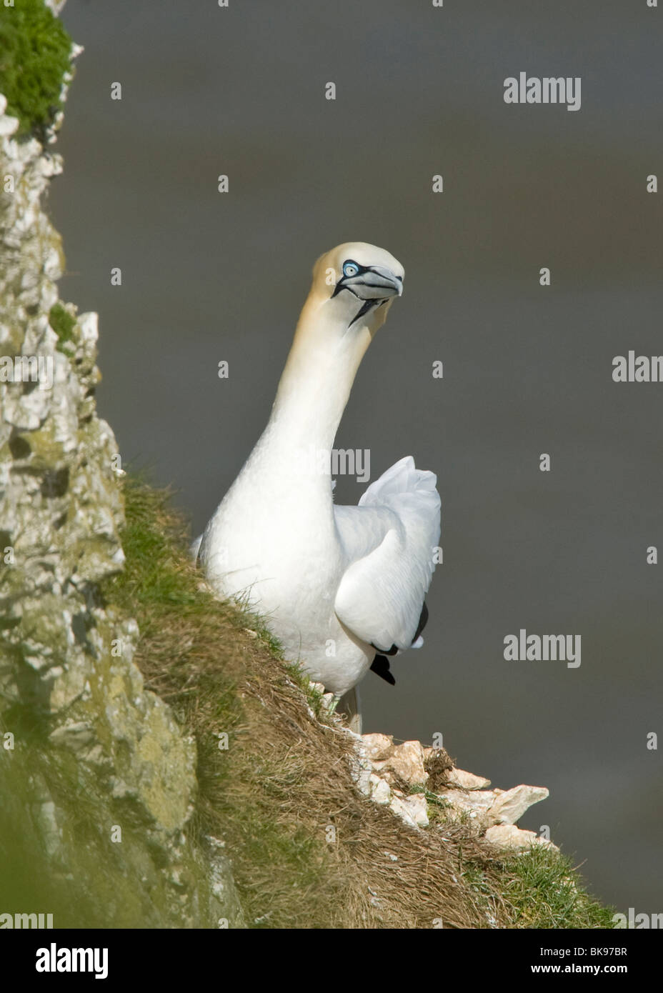 Basstölpel auf den Klippen am RSPB reserve, Bemtpon Klippen Stockfoto