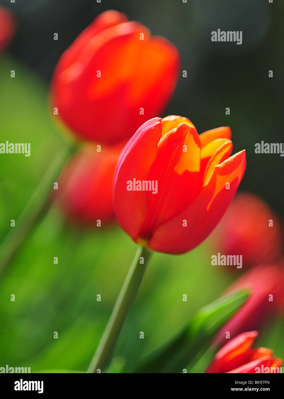 Tulpen der Sorte ORANGE CASSINI Stockfoto