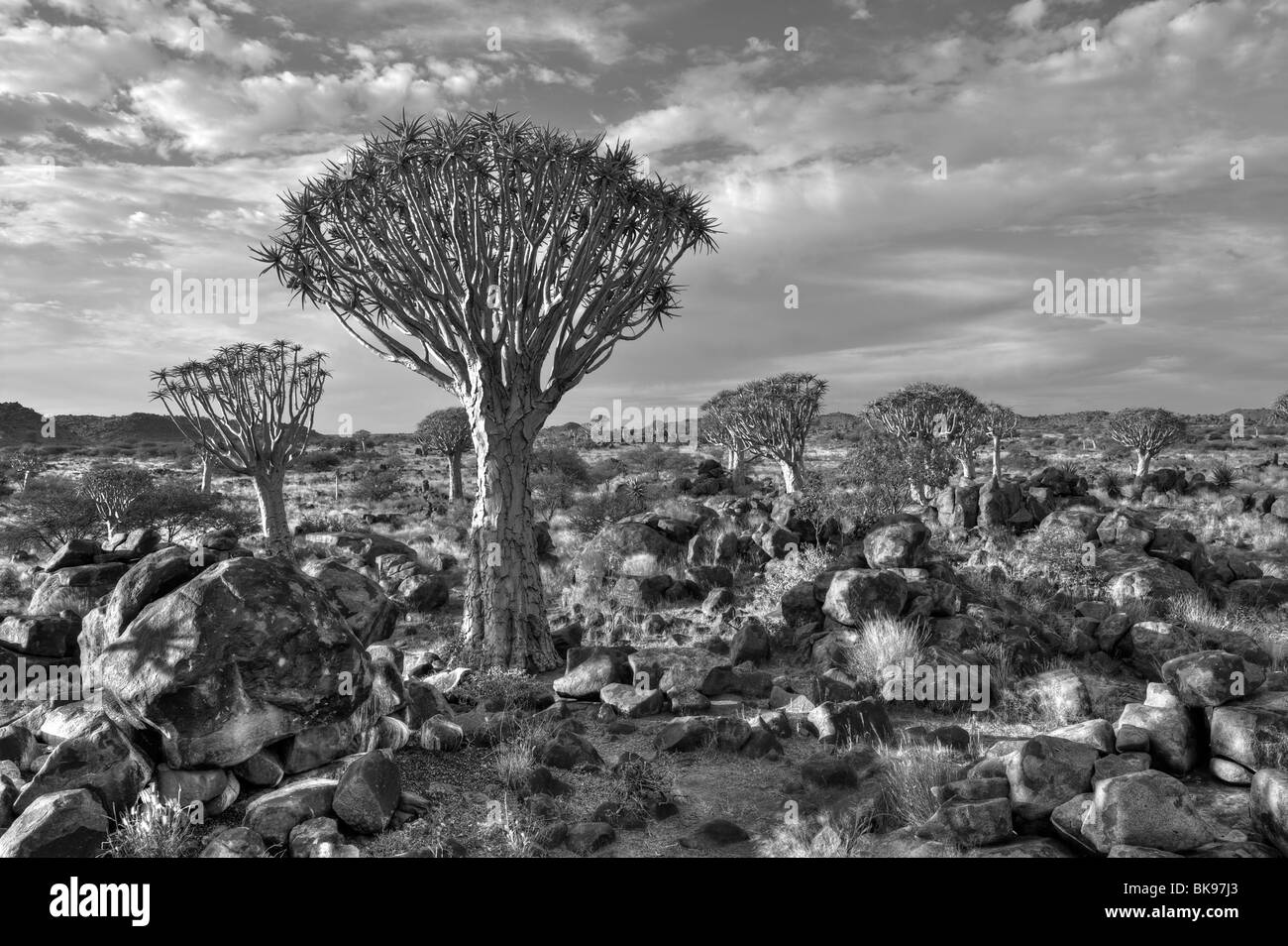 Köcher, Baum oder Kokerboom Wald in der Nähe von Keetmanshoop, Namibia, Afrika Stockfoto
