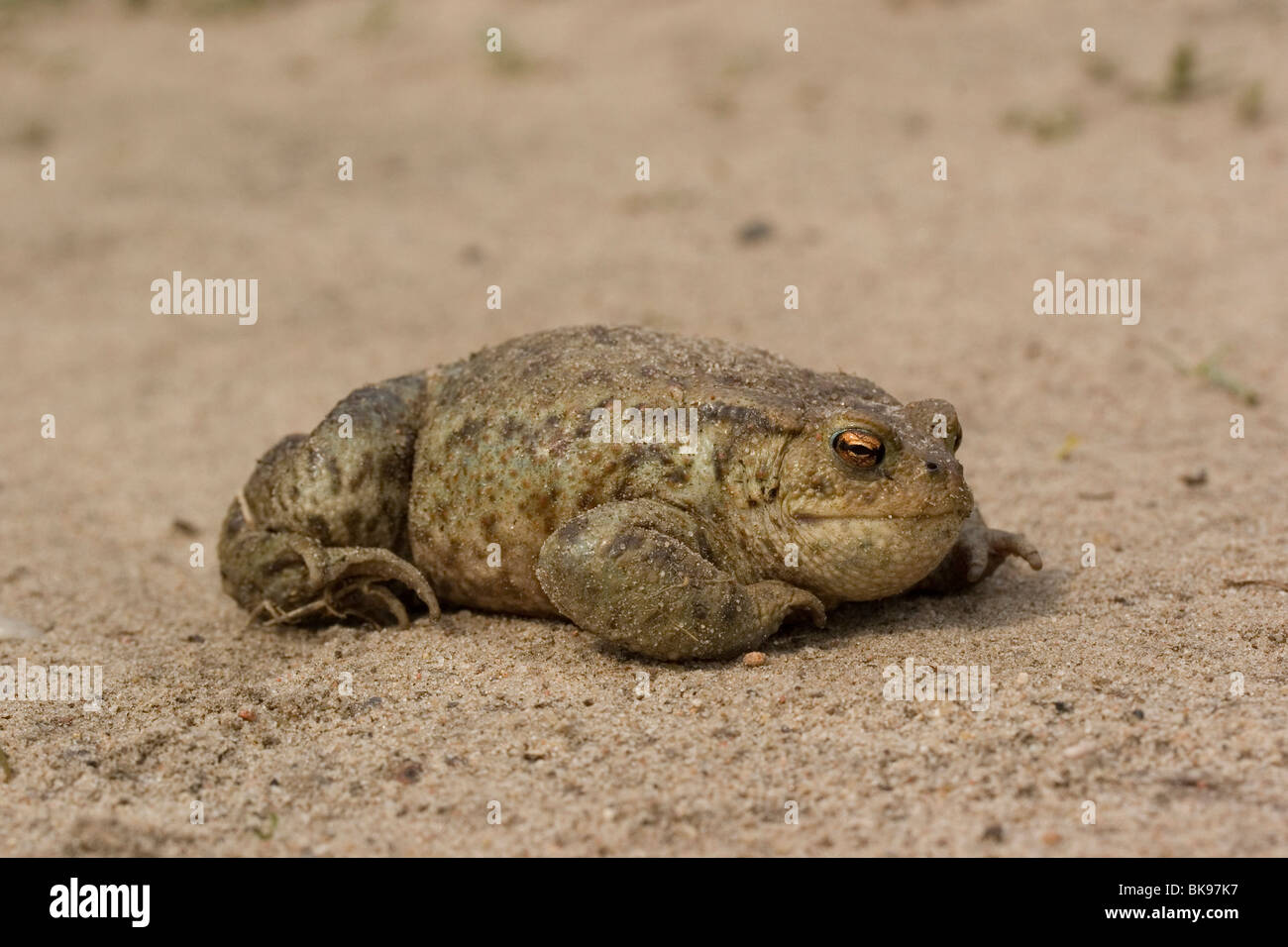 Eine fette Kröte auf einem Sandweg. Stockfoto