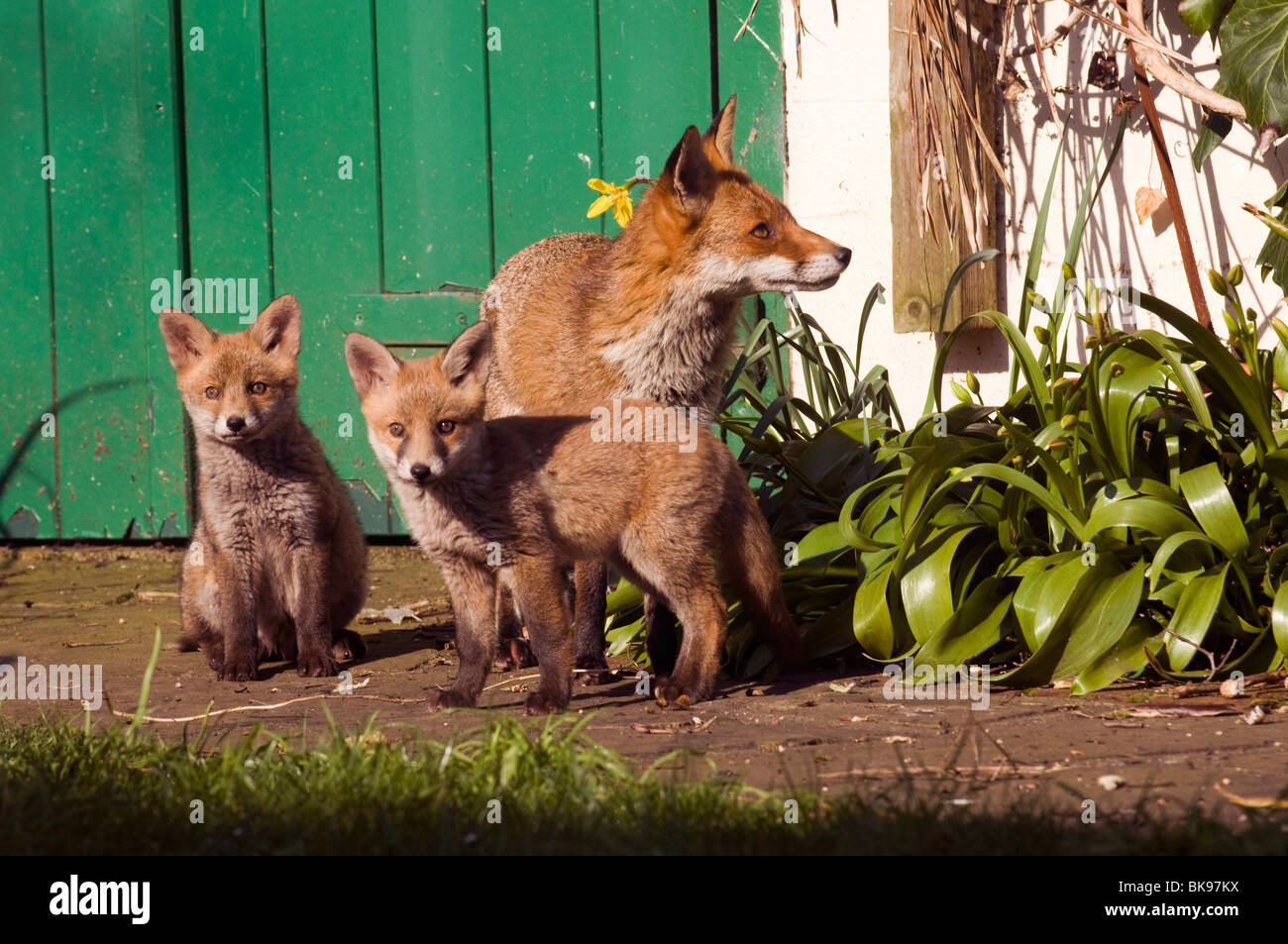 Eine Füchsin und ihren zwei Fox Cubs spielen in der Frühlingssonne in Sussex Garten Stockfoto