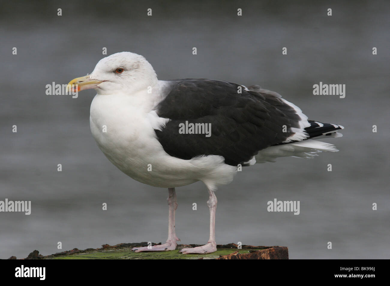 Große schwarz-unterstützte Möve Stockfoto