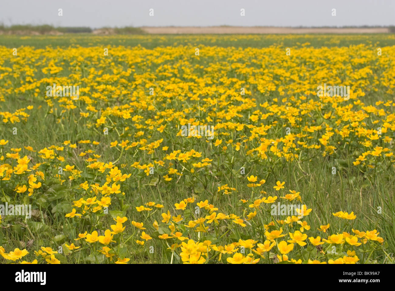 Eine große nasse Wiese gelb mit Marsh Marigold (Caltha Palustris). Stockfoto
