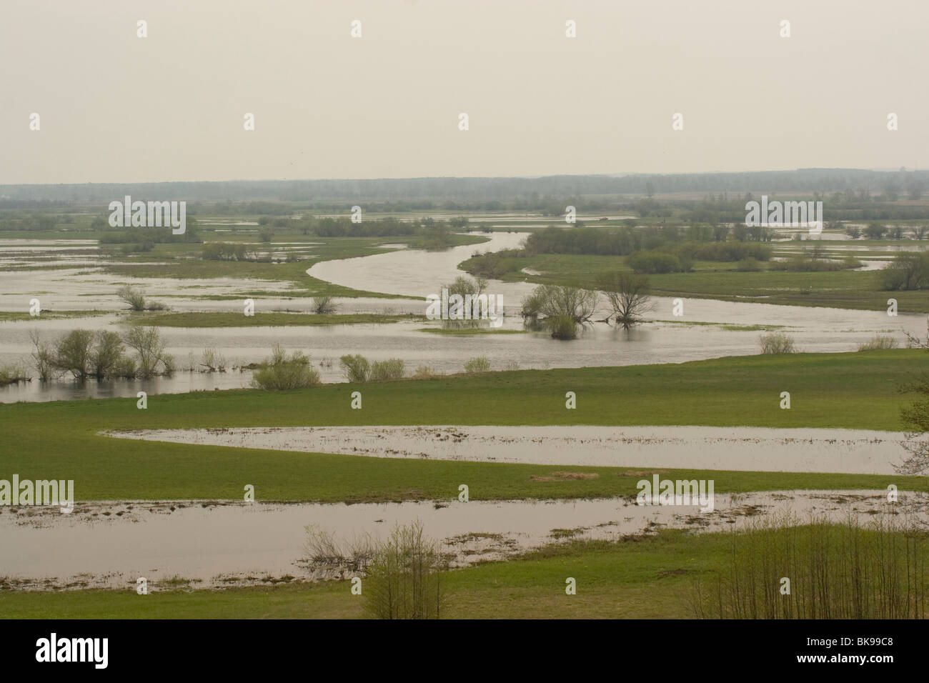 Wo der Biebrza der Narew verbindet haben beide Flüsse im Frühjahr überschwemmt. Stockfoto