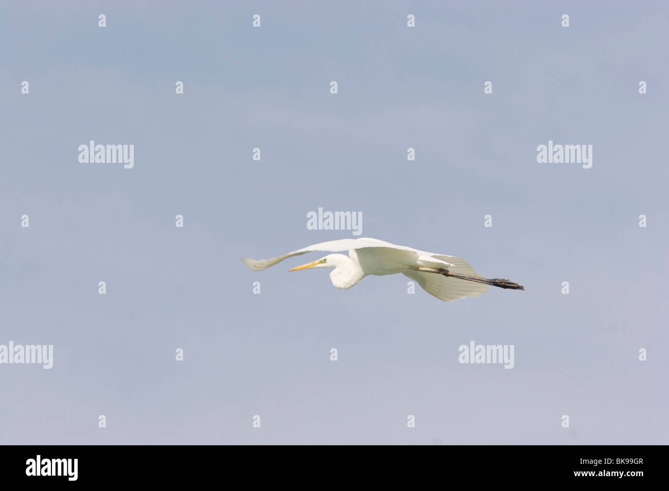 Flightshot vor einem blauen Himmel der Silberreiher (Casmerodius Alba) mit seinen Flügeln statt horizontal auf der Ebene des Körpers. Stockfoto