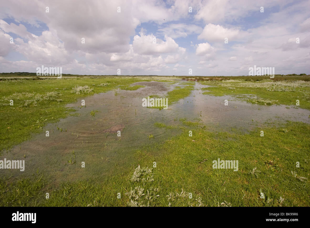 Meerwasser-Pools finden Sie auf den Salzwiesen nach einer Flut. Stockfoto