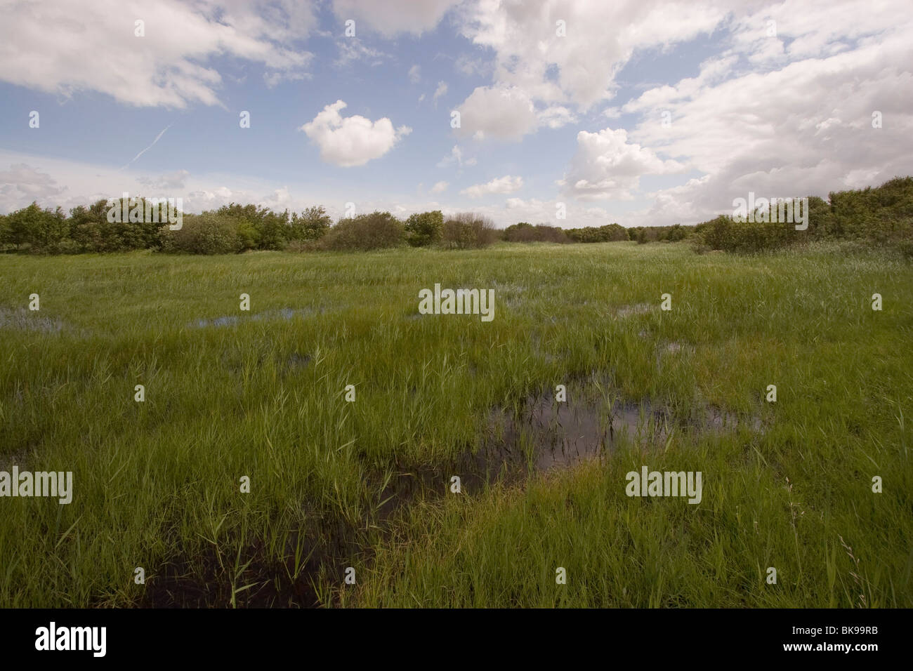 Einweichen Grünland in einem nassen Dünental, umgeben von Sträuchern auf höhere, trockener Boden. Stockfoto