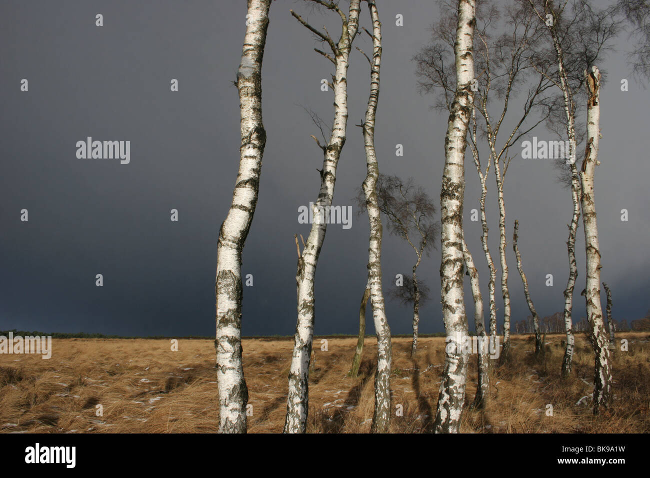 Birken mit einem schwarzen Himmel im Hintergrund Stockfoto