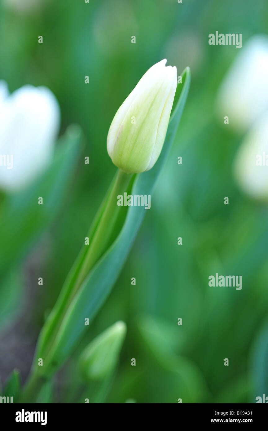 Tulipa Traum in weiß Stockfoto