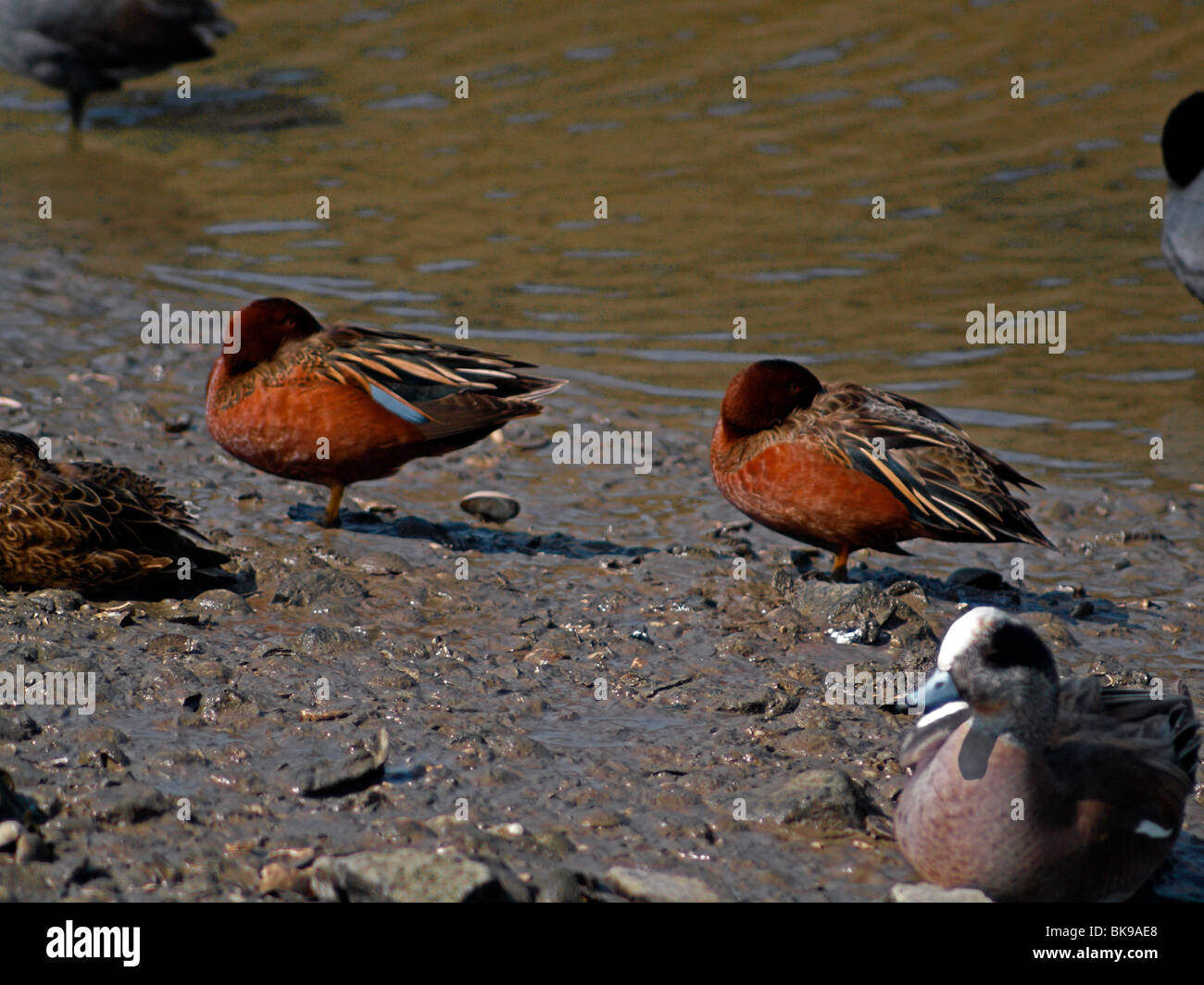 Enten. Zimt-blaugrün, amerikanische Pfeifente Stockfoto